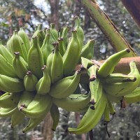 Musa acuminata Colla